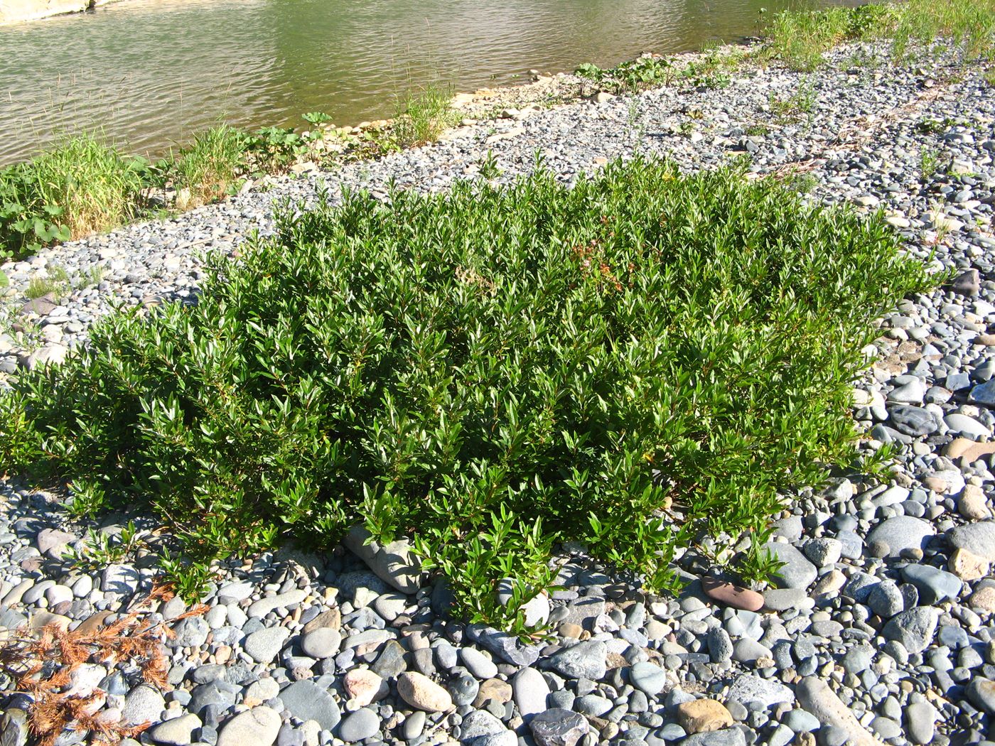 Image of Salix rhamnifolia specimen.