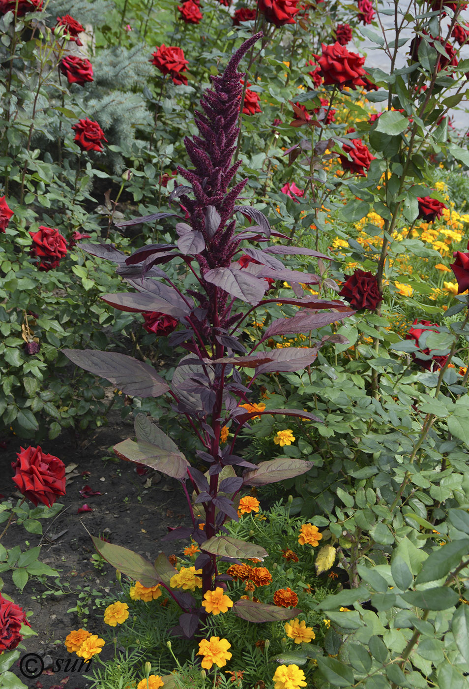 Изображение особи Amaranthus hypochondriacus.