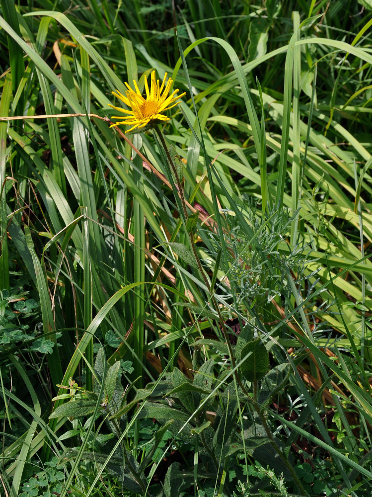 Image of Inula hirta specimen.