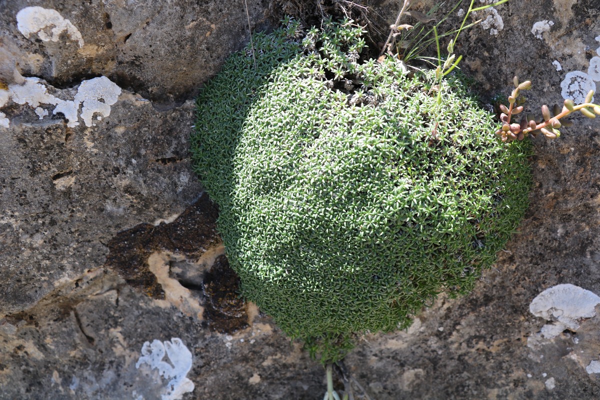 Изображение особи Gypsophila pulvinaria.