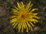 Crepis rhoeadifolia