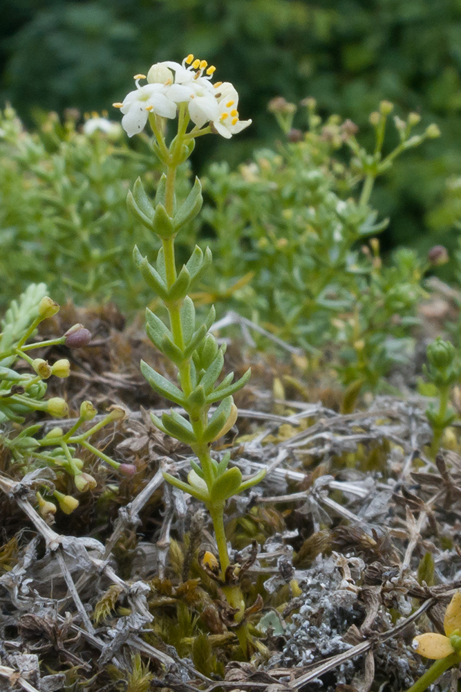 Изображение особи Galium oshtenicum.