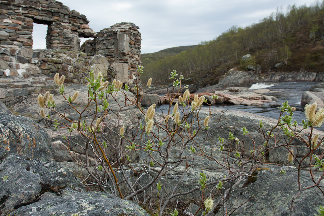 Image of Salix lanata specimen.