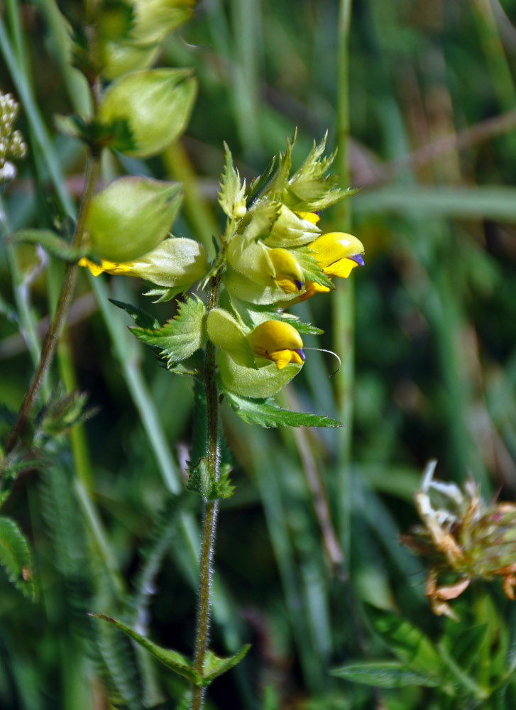 Изображение особи род Rhinanthus.