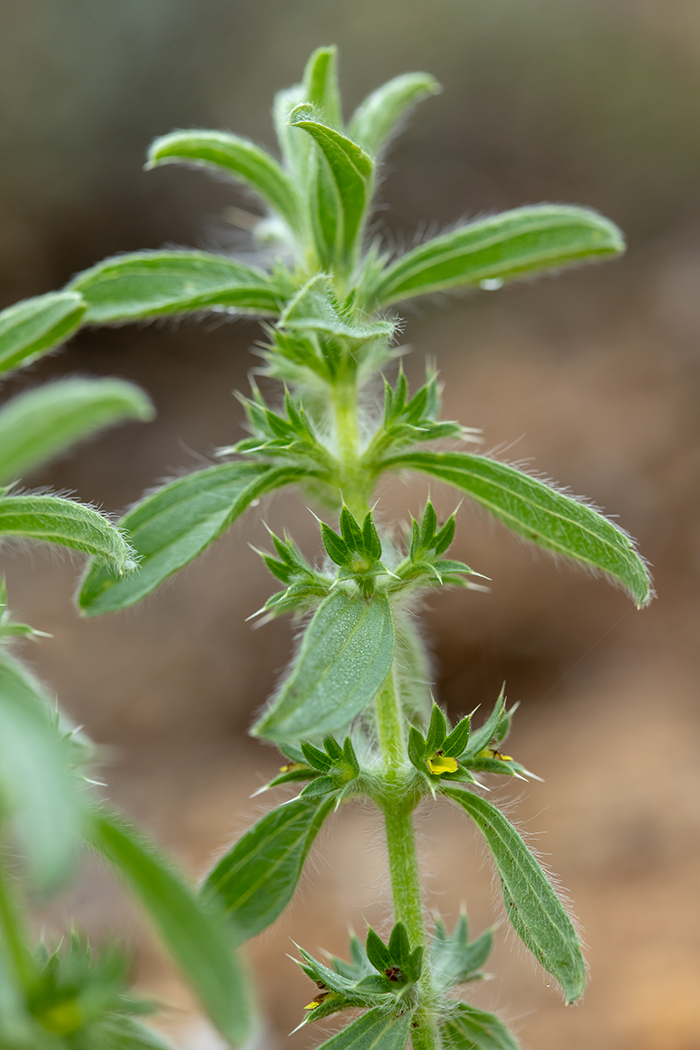 Image of Sideritis montana specimen.