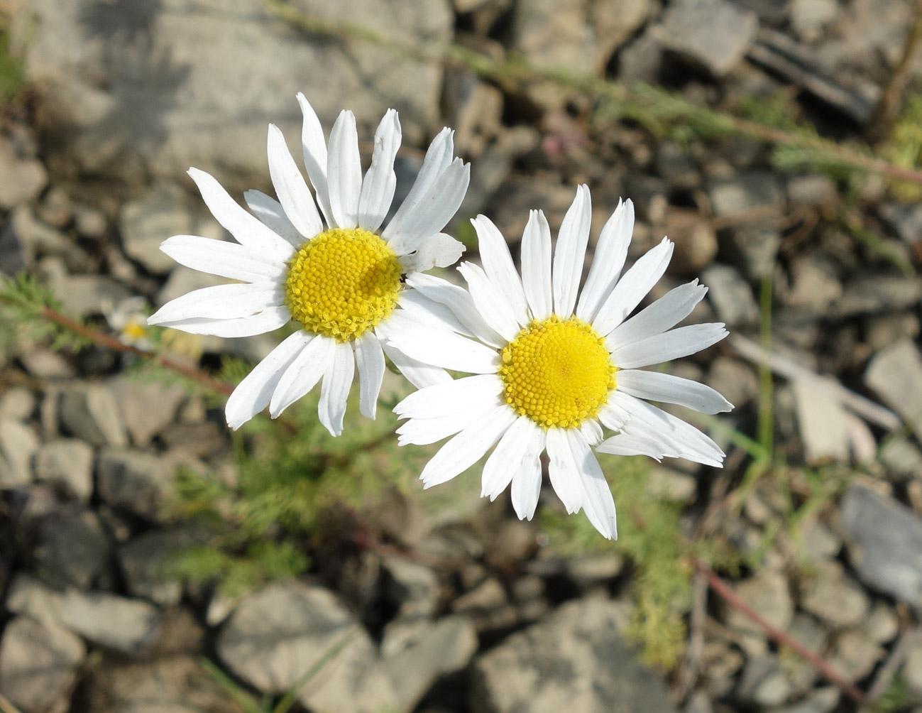 Изображение особи Tripleurospermum inodorum.