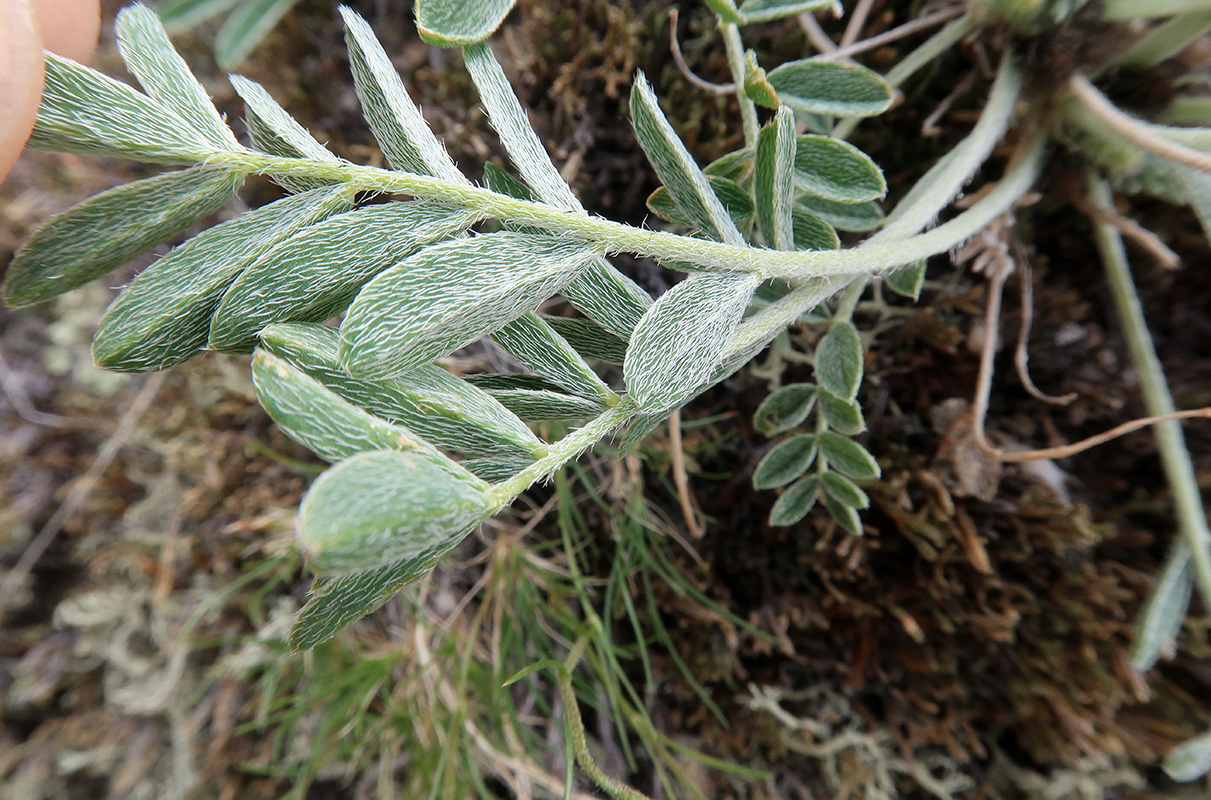 Image of Astragalus lupulinus specimen.