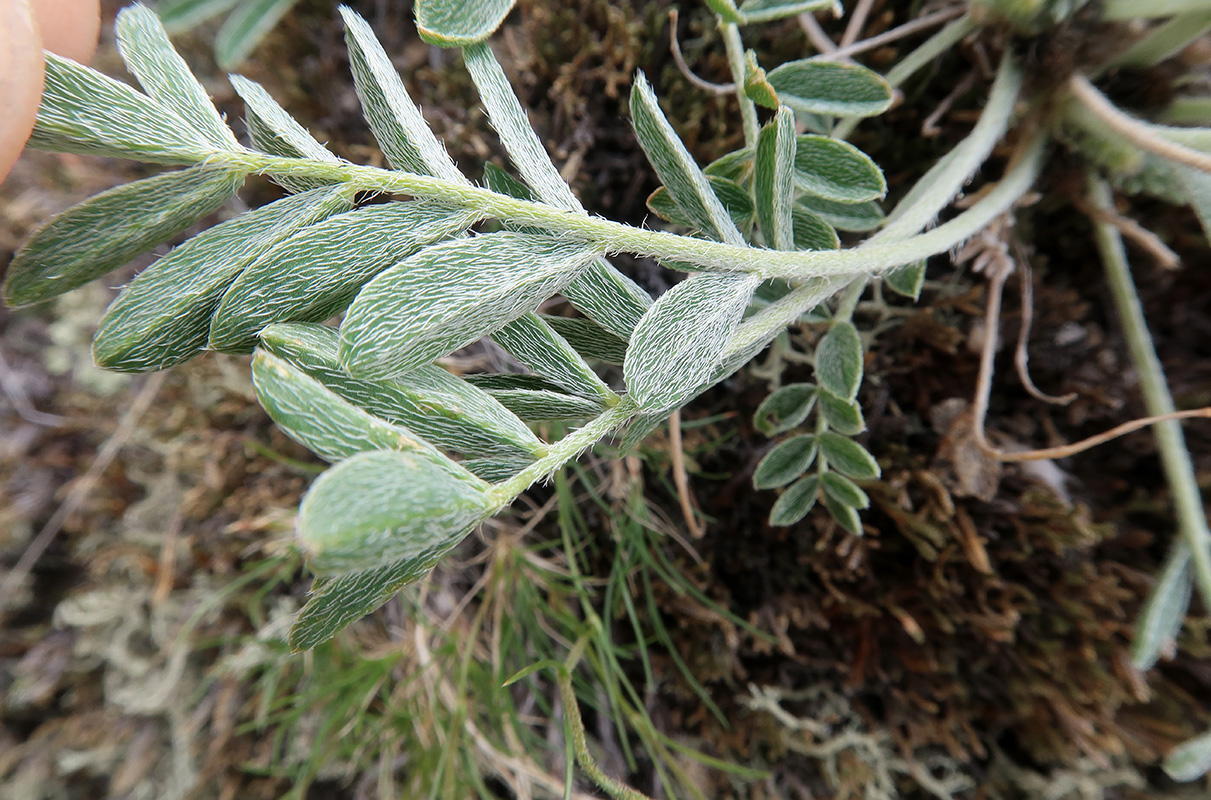 Изображение особи Astragalus lupulinus.