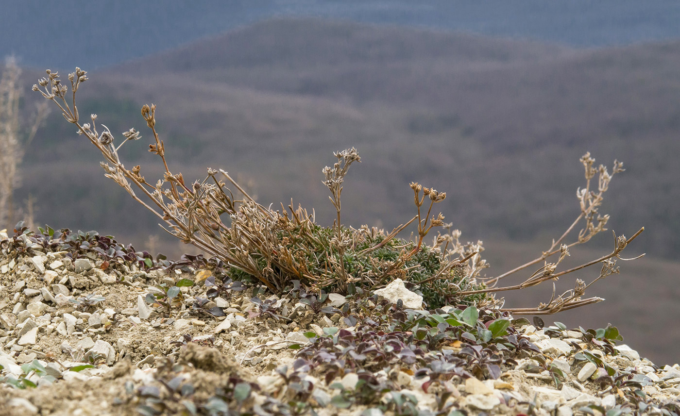 Изображение особи род Asperula.