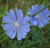 Cichorium intybus