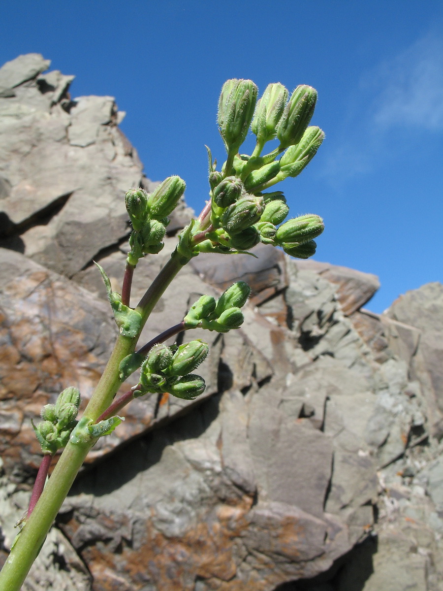 Изображение особи Steptorhamphus crassicaulis.