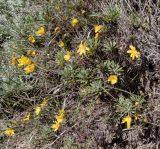 Euryops pectinatus