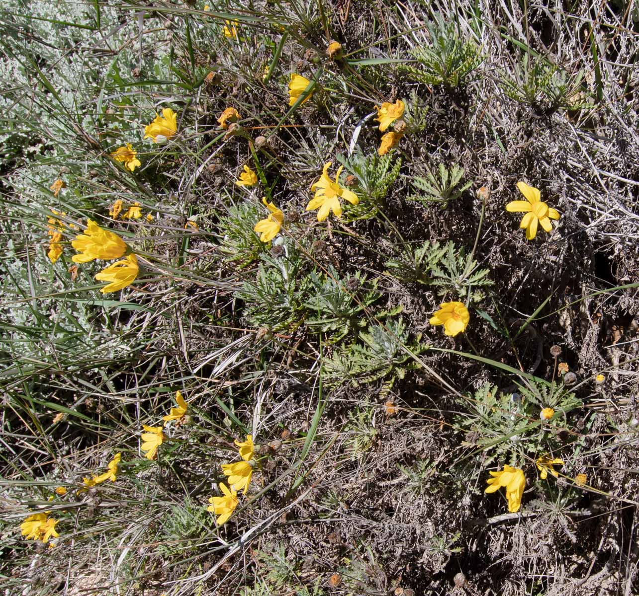 Изображение особи Euryops pectinatus.