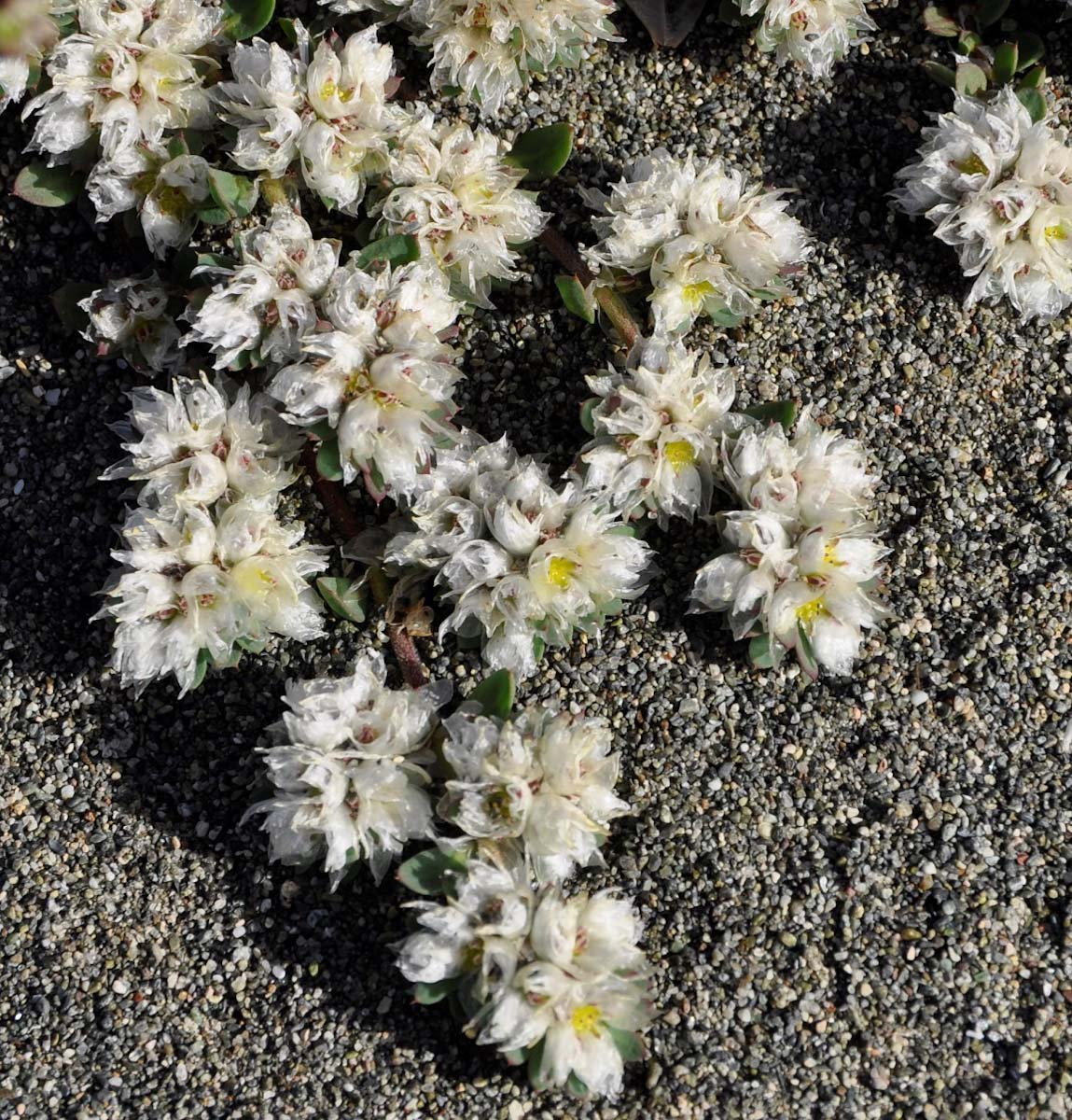 Image of Paronychia argentea specimen.