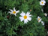 Argyranthemum frutescens. Соцветие и листья. Франция, регион Иль-де-Франс, г. Нёйи-сюр-Сен, территория бизнес-комплекса, в культуре. 25.02.2020.