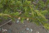 Juniperus conferta