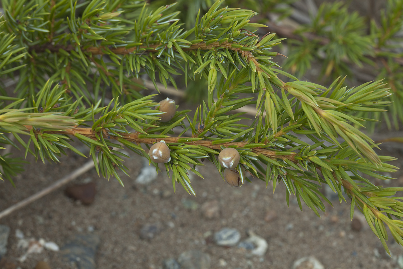 Изображение особи Juniperus conferta.