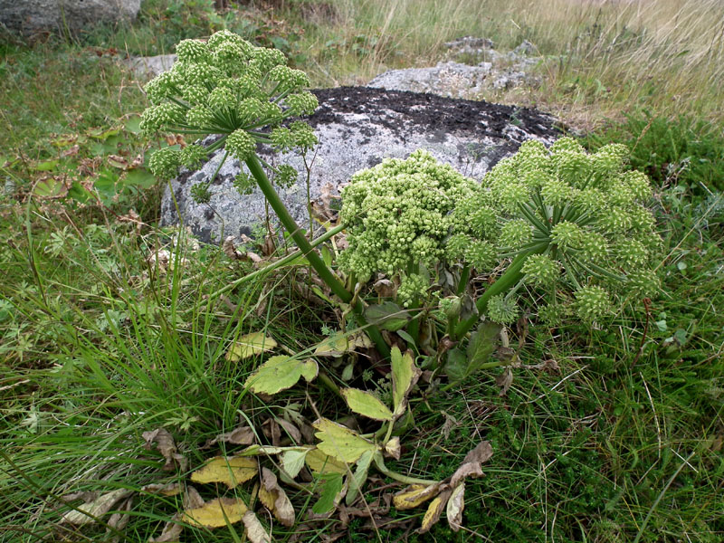 Изображение особи Archangelica officinalis.