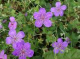 Geranium wlassovianum. Верхушки побегов с цветками и завязывающимися плодами. Приморский край, Владивостокский ГО, Ботанический сад. 24.08.2019.