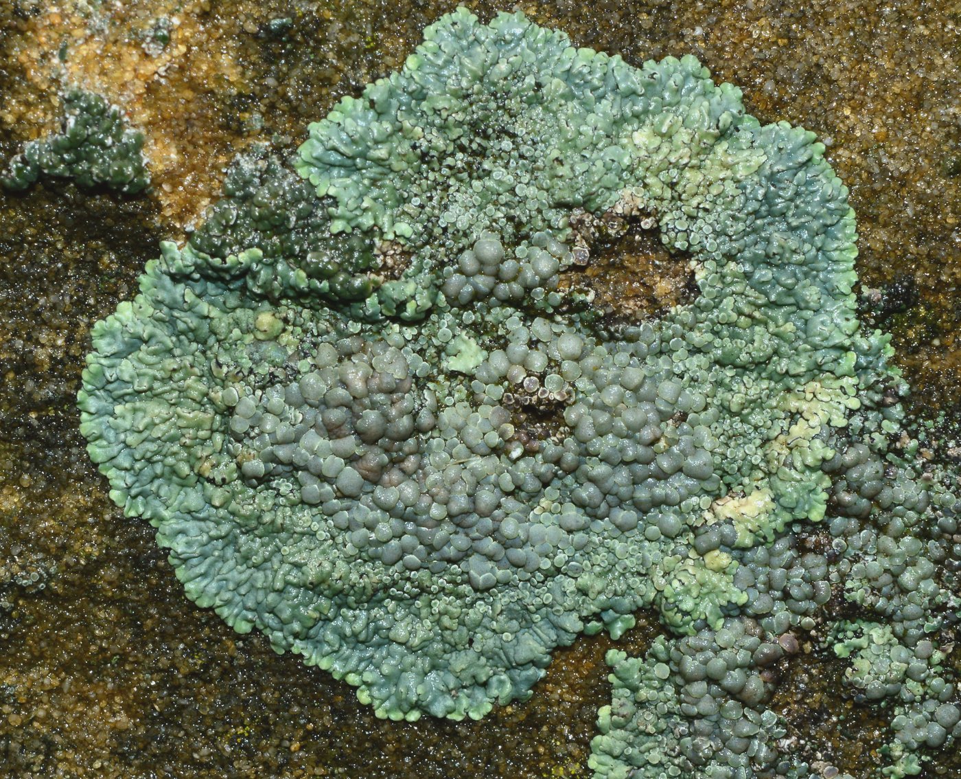 Image of Lecanora muralis specimen.