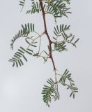 Vachellia erioloba