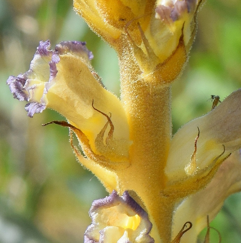 Изображение особи Orobanche cumana.