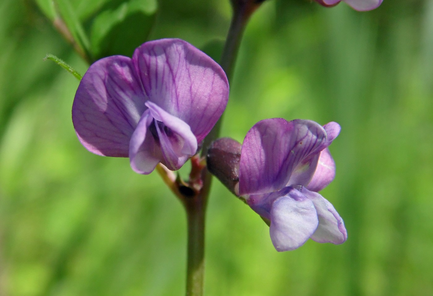 Изображение особи Vicia sepium.