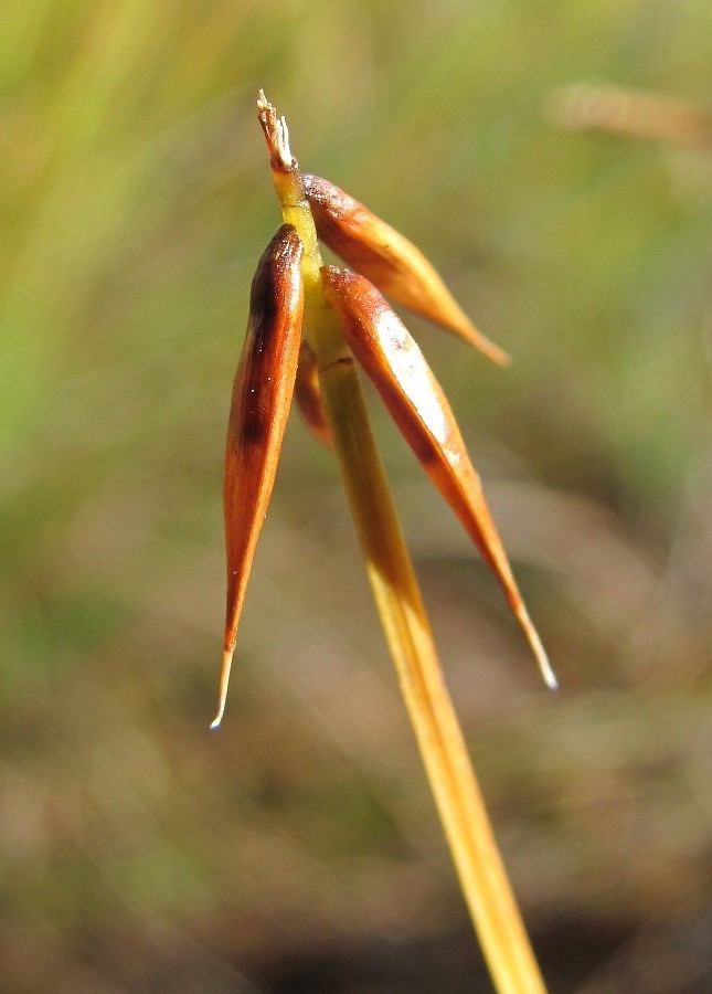 Изображение особи Carex pauciflora.