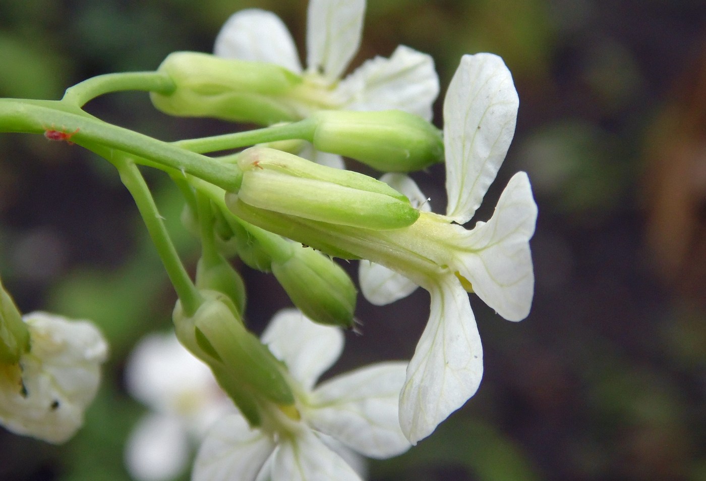 Image of Raphanus sativus specimen.