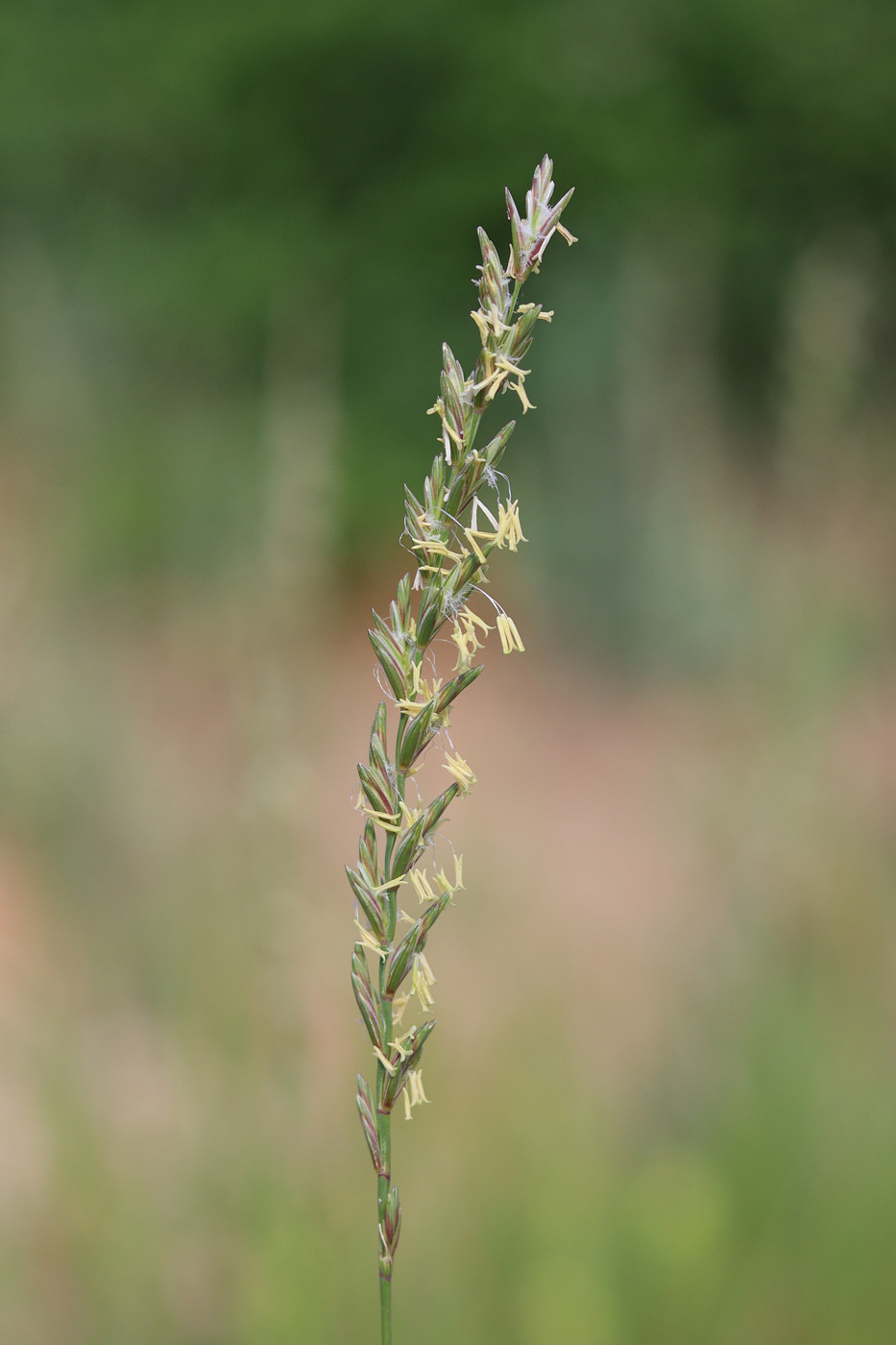 Изображение особи Elytrigia elongatiformis.