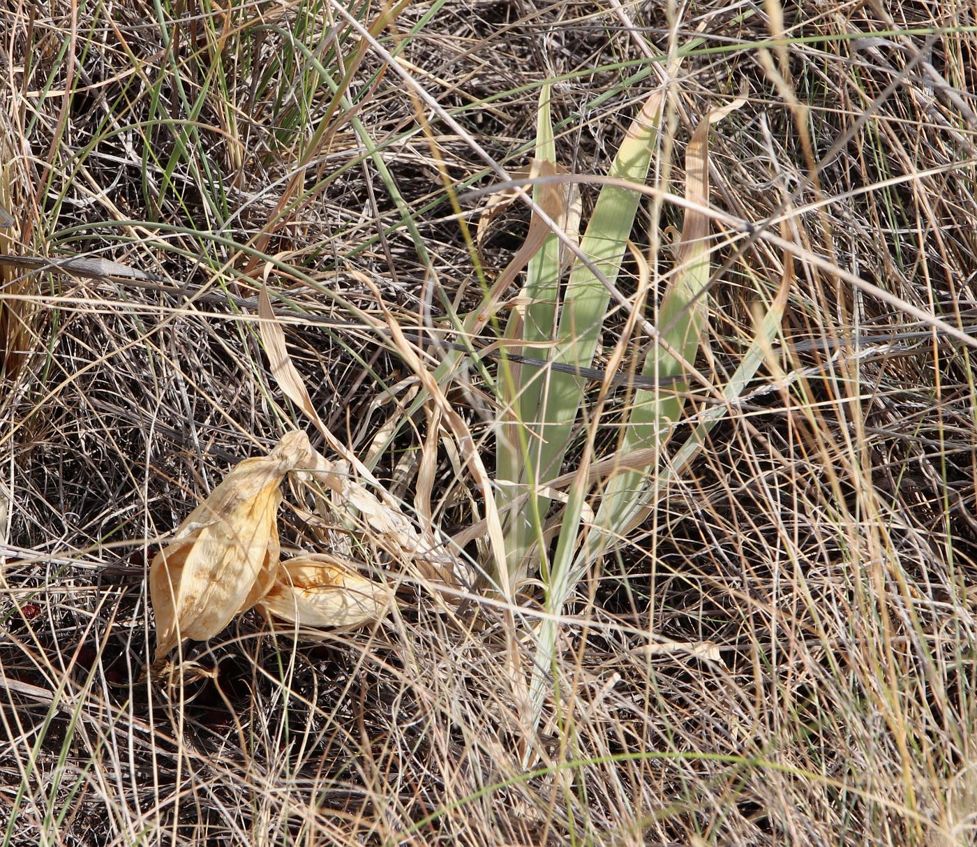 Image of Iris glaucescens specimen.