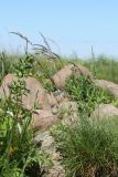 Festuca arenaria. Верхушки побегов с соцветиями. Ленинградская обл., Ломоносовский р-н, окр. Шепелёвского маяка; п-ов Каравалдай, берег Финского залива, каменистый приморский луг. 12.06.2020.