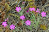 Dianthus repens