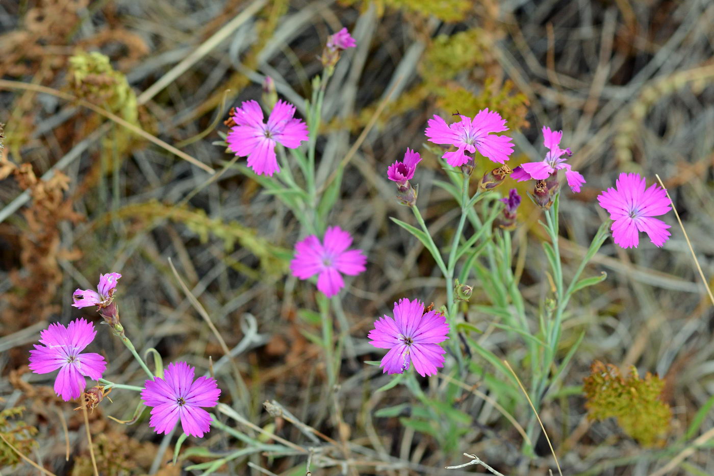 Изображение особи Dianthus repens.