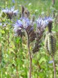 Phacelia tanacetifolia