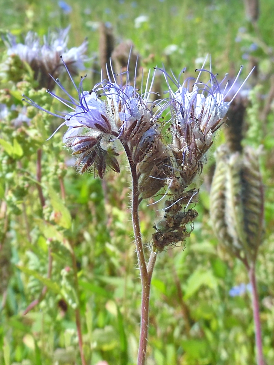 Image of Phacelia tanacetifolia specimen.