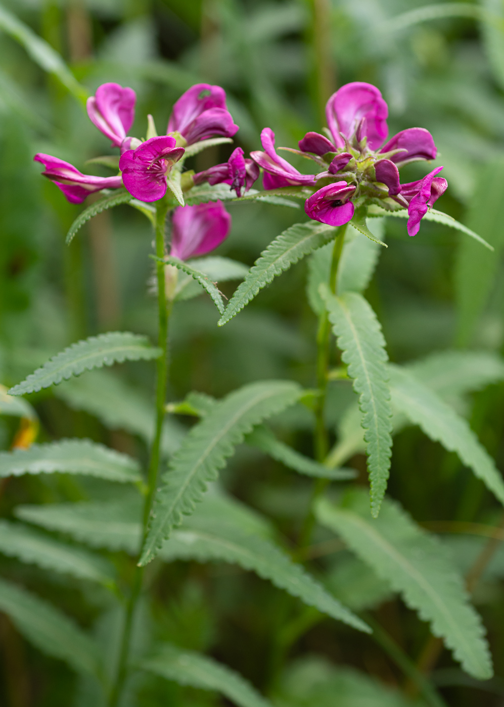 Изображение особи Pedicularis resupinata.