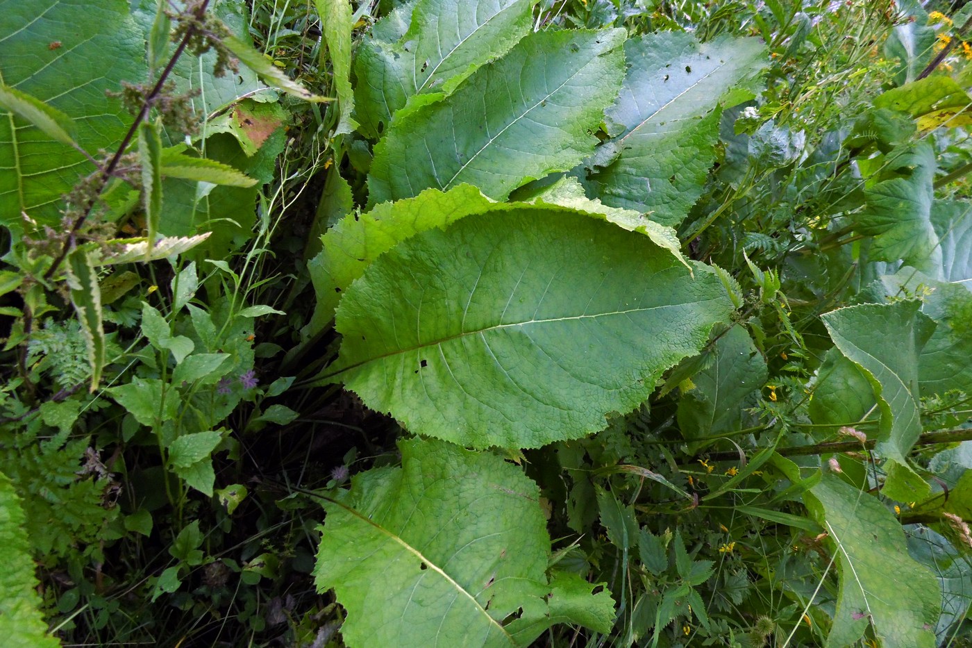 Image of Inula magnifica specimen.