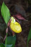 Cypripedium calceolus