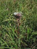 Carlina cirsioides. Цветущее растение. Украина, Львовская обл., Золочевский р-н, луговой склон западной экспозиции. 2 сентября 2008 г.