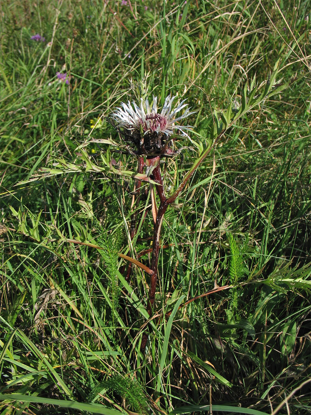 Image of Carlina cirsioides specimen.