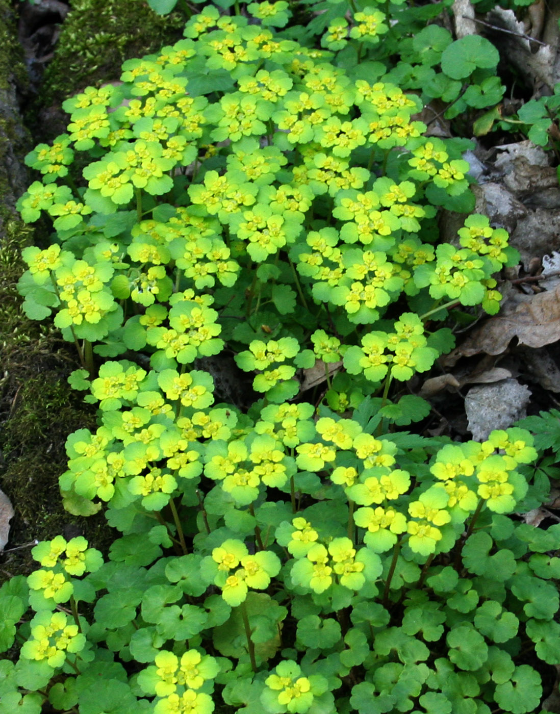 Изображение особи Chrysosplenium alternifolium.