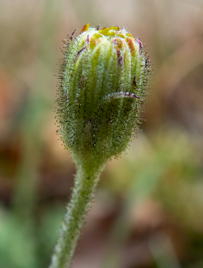 Изображение особи Pilosella officinarum.