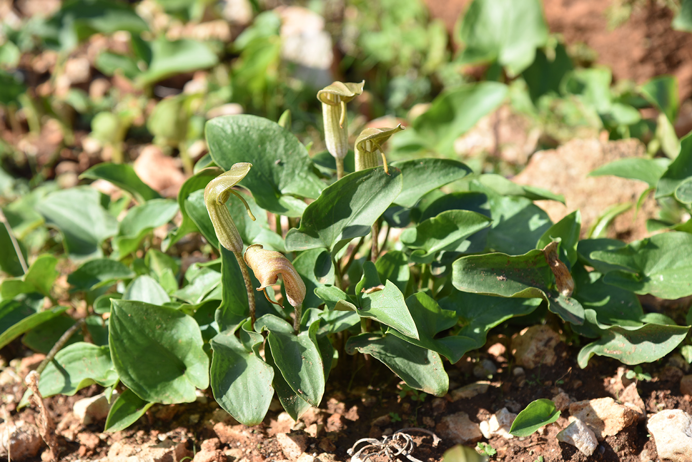 Изображение особи Arisarum vulgare.