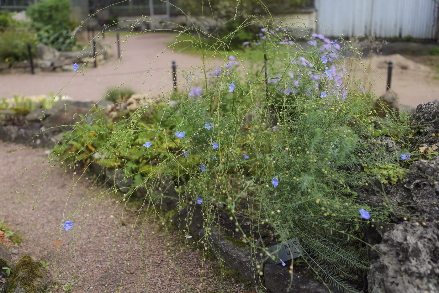 Изображение особи Linum austriacum.