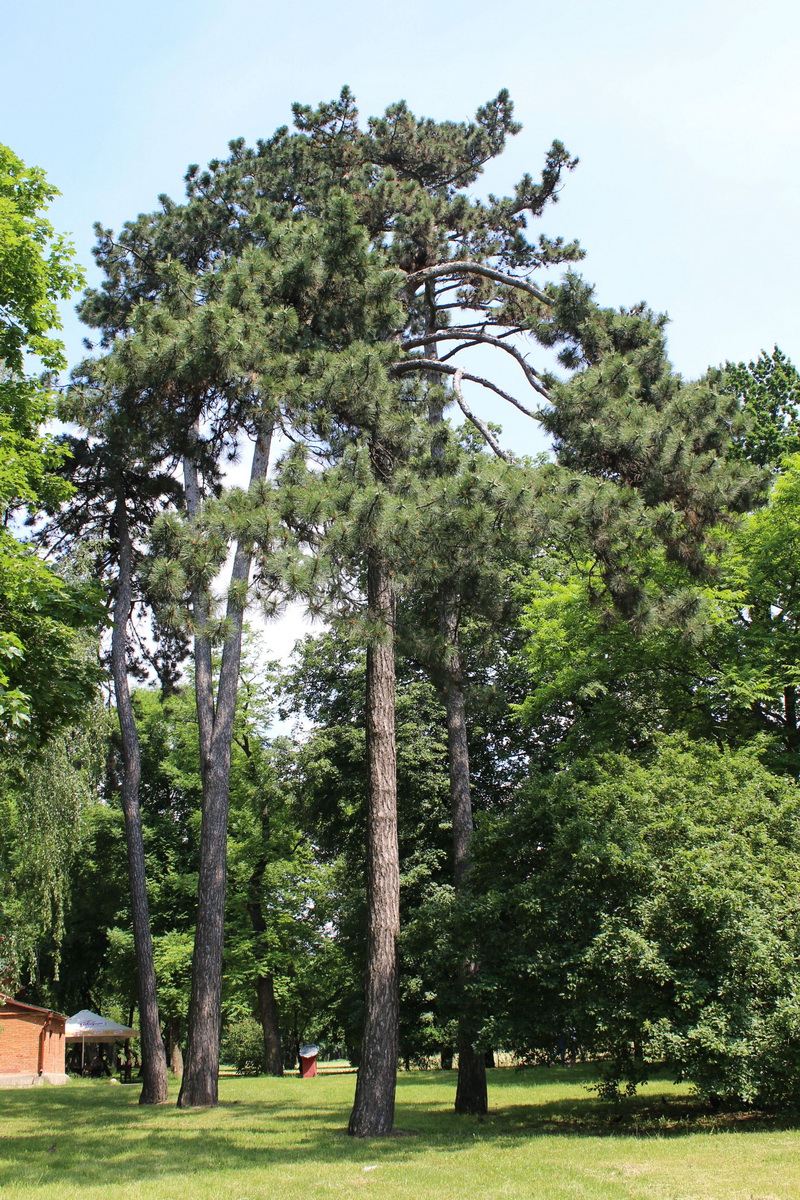 Image of Pinus pallasiana specimen.