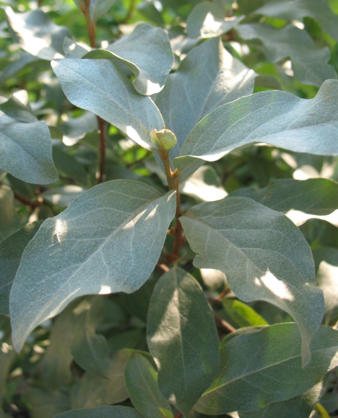 Image of Elaeagnus commutata specimen.