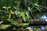 Solanum dulcamara. Верхушка побега с плодами. Тульская обл., окр. пос. Дубна, берег р. Дубна в р-не низины Овечья Губа. 18.09.2015.