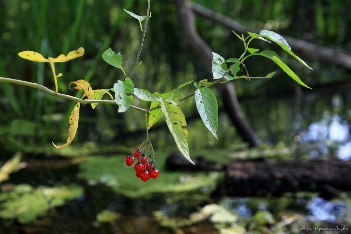 Изображение особи Solanum dulcamara.