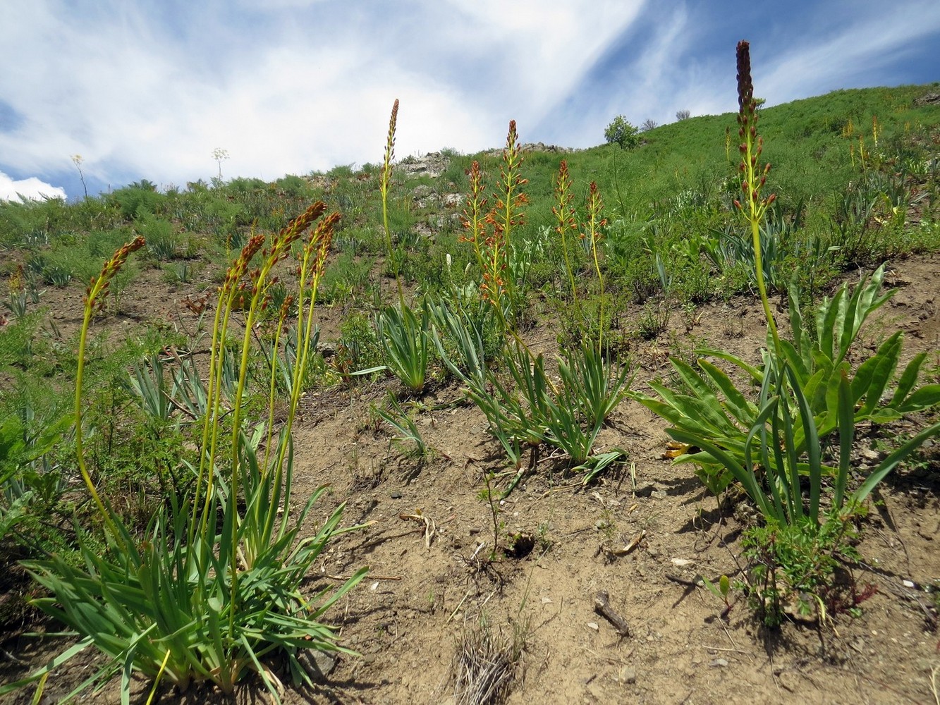 Image of Eremurus korshinskyi specimen.